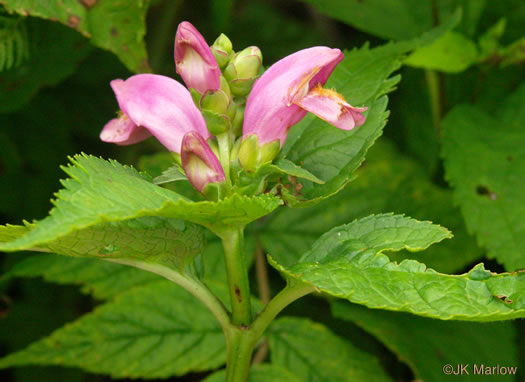 image of Chelone lyonii, Mountain Turtlehead, Pink Turtlehead, Appalachian Turtlehead