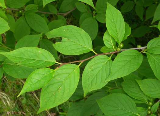 image of Ilex montana, Mountain Holly, Mountain Winterberry