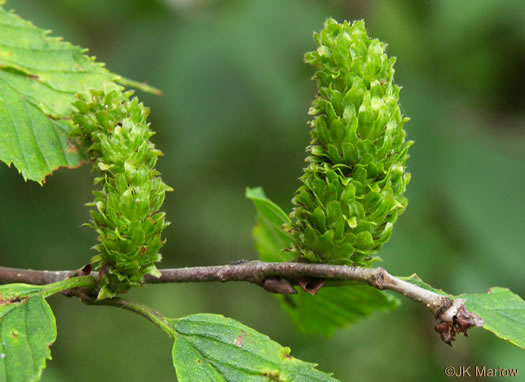 image of Betula alleghaniensis, Yellow Birch