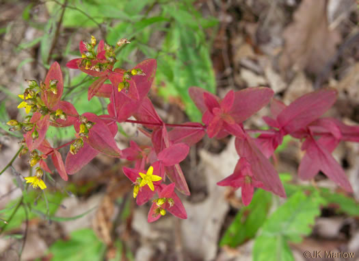 image of Hypericum punctatum, Spotted St. Johnswort