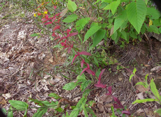 image of Hypericum punctatum, Spotted St. Johnswort