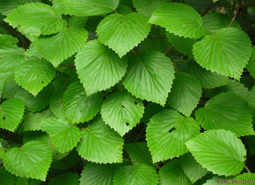 image of Viburnum carolinianum, Carolina Arrowwood