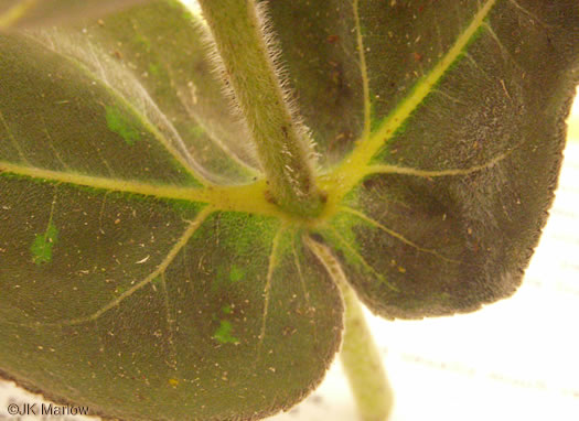 image of Helianthus mollis, Downy Sunflower, Ashy Sunflower, Gray Sunflower