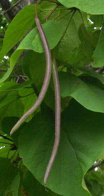 image of Catalpa speciosa, Northern Catalpa, Indian Cigar Tree, Catawba Tree