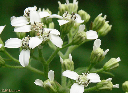 image of Verbesina virginica var. virginica, White Crownbeard, Common Frostweed, White Wingstem, Virginia Wingstem