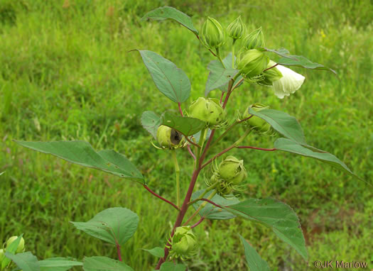 image of Hibiscus moscheutos, Swamp Rosemallow, Eastern Rosemallow, Wild Cotton