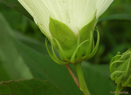 involucral bracts