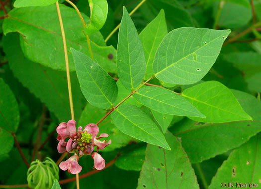 image of Apios americana, American Groundnut, Common Groundnut