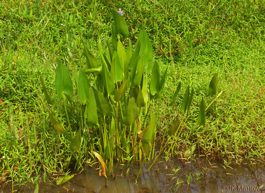 image of Pontederia cordata var. cordata, Heartleaf Pickerelweed, Wampee