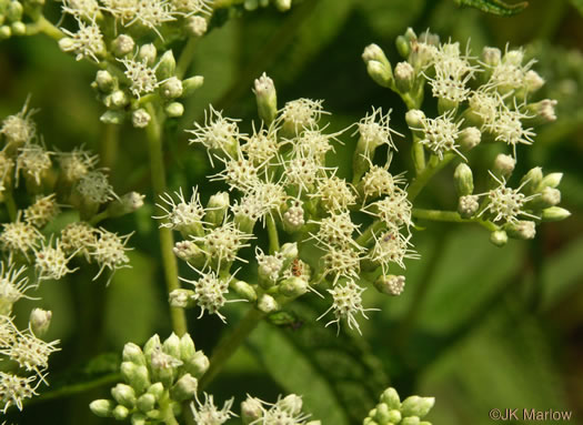 image of Eupatorium perfoliatum, Boneset