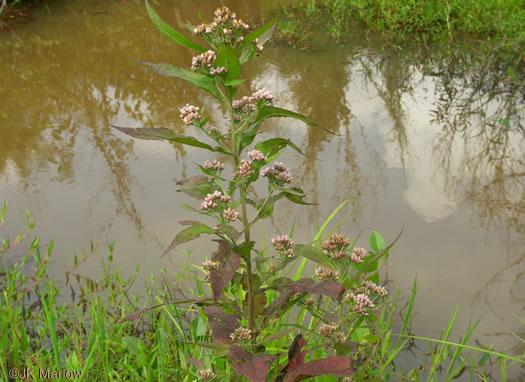 image of Pluchea camphorata, Common Camphorweed, Camphor Pluchea, Marsh Fleabane