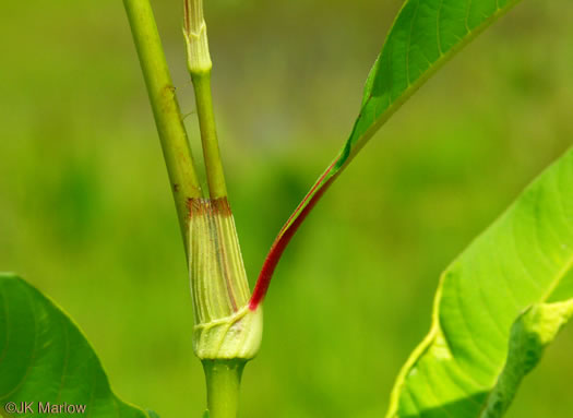 Persicaria lapathifolia, Dockleaf Smartweed, Willow-weed, Pale Smartweed