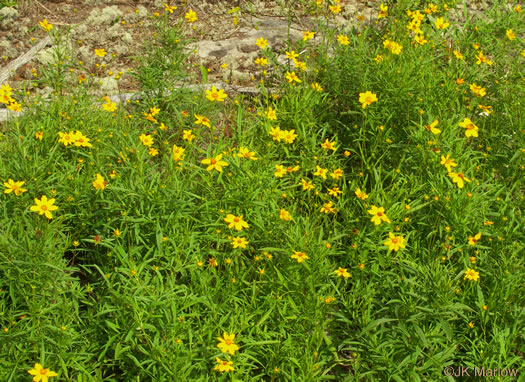 image of Coreopsis grandiflora var. grandiflora, Large-flowered Coreopsis, Largeflower Tickseed