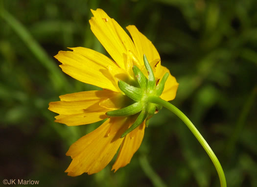 image of Coreopsis grandiflora var. grandiflora, Large-flowered Coreopsis, Largeflower Tickseed