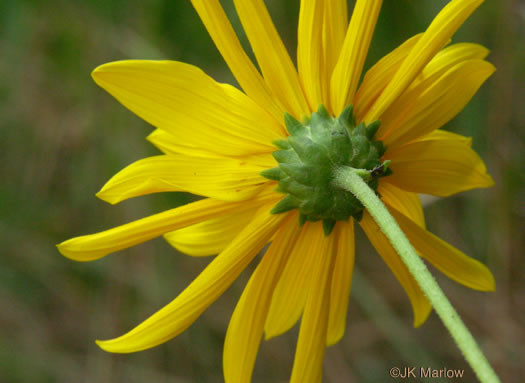 Cheerful Sunflower