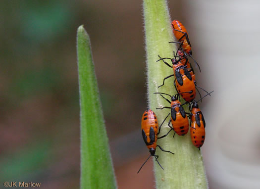 image of Asclepias tuberosa var. tuberosa, Butterfly Milkweed, Eastern Butterflyweed, Pleurisy Root, Wind Root