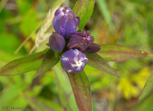 image of Gentiana latidens, Balsam Mountain Gentian