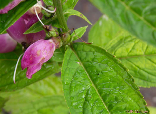 image of Chelone obliqua +, Purple Turtlehead