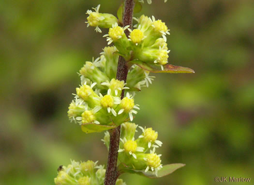 image of Solidago bicolor, Silverrod, White Goldenrod