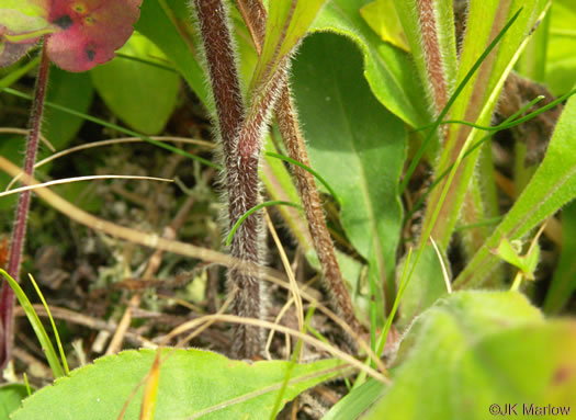 image of Solidago bicolor, Silverrod, White Goldenrod