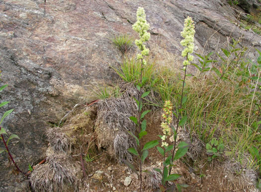 panicle