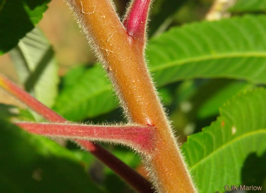 Rhus typhina, Staghorn Sumac