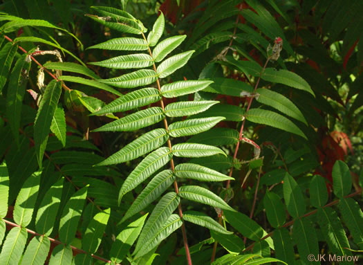 Rhus typhina, Staghorn Sumac