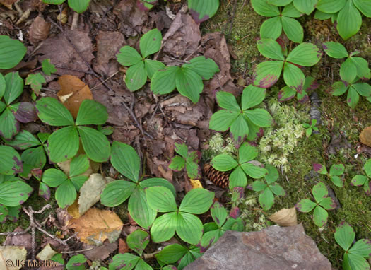 image of Chamaepericlymenum canadense, Bunchberry, Dwarf Dogwood, Dwarf Cornel