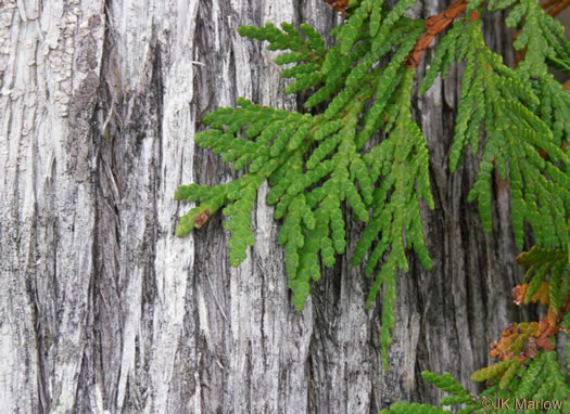 Thuja occidentalis, American Arborvitae, Northern White Cedar, Flat Cedar, Eastern Arborvitae