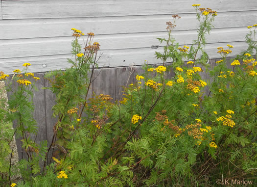 image of Tanacetum vulgare, Common Tansy, Golden-buttons, Garden Tansy