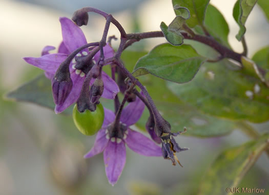 image of Solanum dulcamara, Bittersweet Nightshade, Deadly Nightshade, Climbing Nightshade