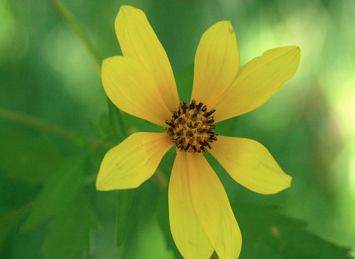 image of Bidens polylepis, Ditch Daisy, Bearded Beggarticks, Midwestern Tickseed-sunflower, Tickseed Sunflower