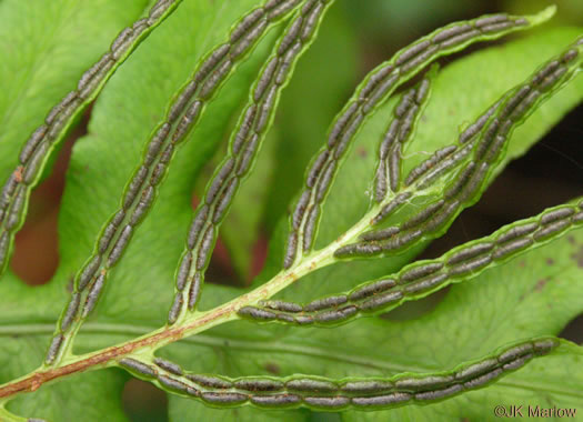 Lorinseria areolata, Netted Chain-fern, Net-veined Chainfern