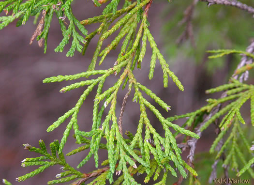 Chamaecyparis thyoides var. thyoides, Atlantic White Cedar, Juniper