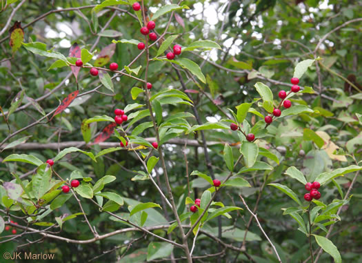 image of Ilex verticillata, Downy Winterberry, "Black Alder"