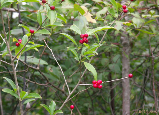 image of Ilex verticillata, Downy Winterberry, "Black Alder"