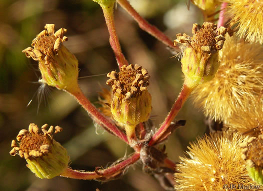 image of Chrysopsis mariana, Maryland Goldenaster