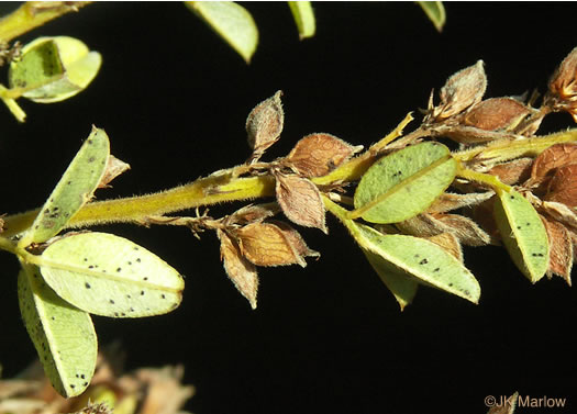 image of Lespedeza stuevei, Velvety Lespedeza, Stueve's Bush-clover, Tall Lespedeza