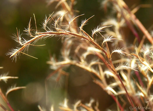 Little Bluestem (Schizachyrium scoparium)