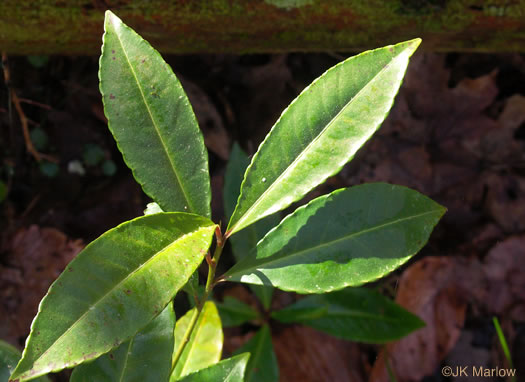 image of Ardisia crenata, Coral Ardisia, Hen's Eyes, Coralberry, Marlberry