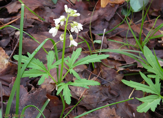 Cardamine concatenata, Cutleaf Toothwort