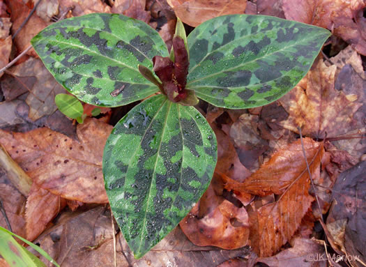 image of Trillium underwoodii, Underwood's Trillium