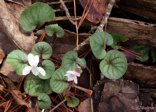 image of Viola walteri, Walter's Violet, Prostrate Blue Violet