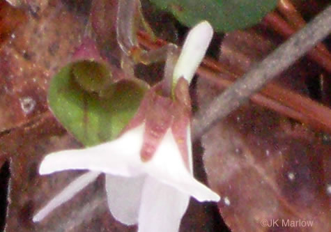 image of Viola walteri, Walter's Violet, Prostrate Blue Violet