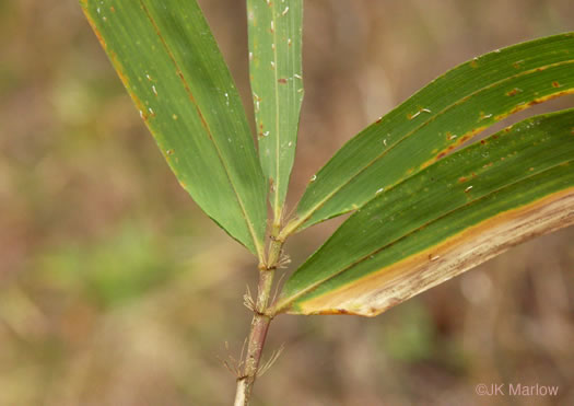 image of Arundinaria tecta, Switch Cane, Small Cane, Mutton Grass