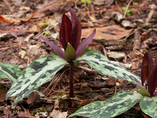 image of Trillium underwoodii, Underwood's Trillium