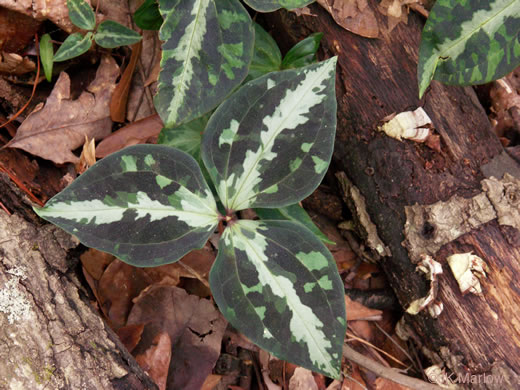 image of Trillium decipiens, Chattahoochee Trillium, Deceptive Trillium