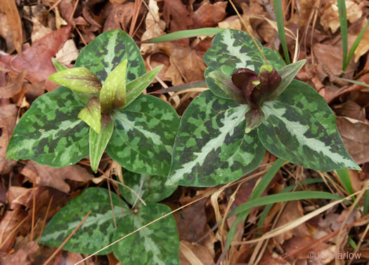 image of Trillium decipiens, Chattahoochee Trillium, Deceptive Trillium