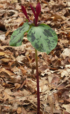 image of Trillium maculatum, Mottled Trillium, Spotted Trillium