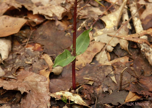 Southern Twayblade